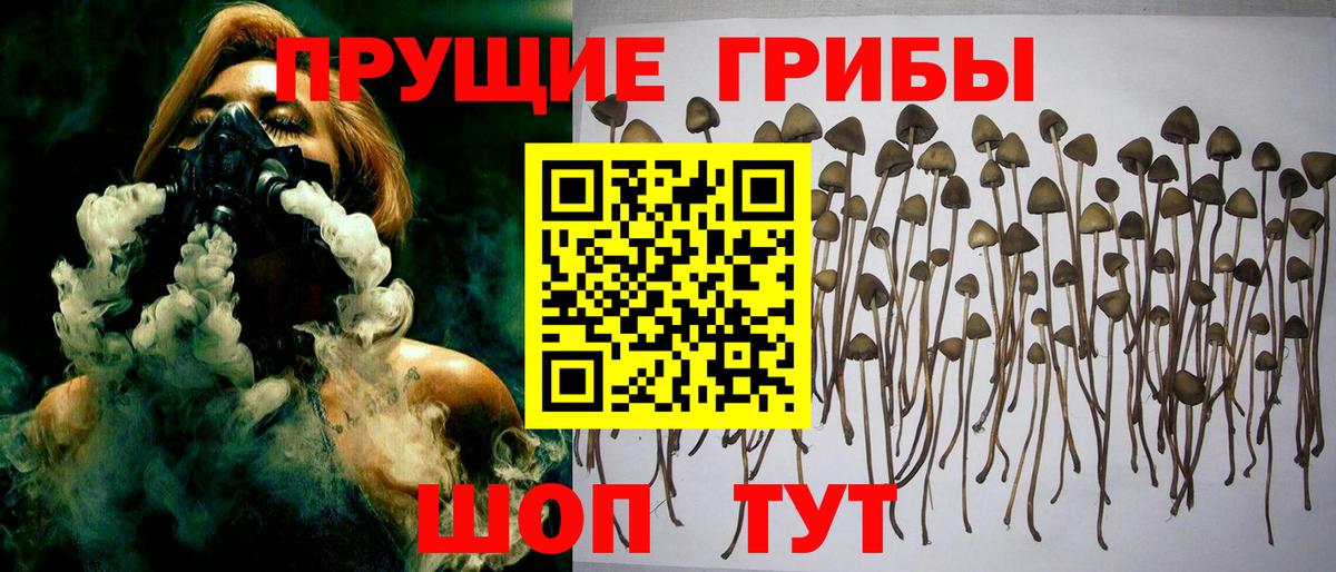 Светлоград  Псилоцибиновые грибы Psilocybine cubensis  Вход с VPN 